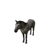 Pferd - Variant 3