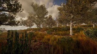 arid forest