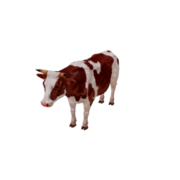 Kuh - Variant 1