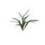 Item saplingwheat.png