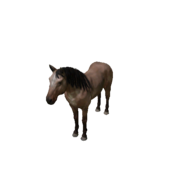 Pferd - Variant 0