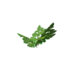 Plant watermelon s0.png