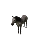 Pferd - Variant 2
