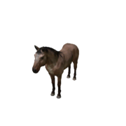 Pferd - Variant 1