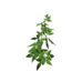 Plant tomato s1.png