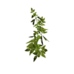 Plant tomato s3.png