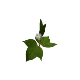 Datei:Item saplingcotton.png