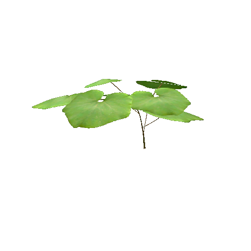 Datei:Plant pumpkin s1.png