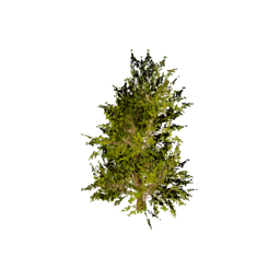 Datei:Item saplingcypress.png