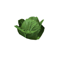 Datei:Plant lettuce s1.png