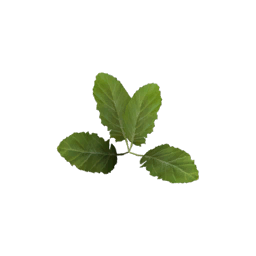 Datei:Item saplingsugarbeet.png