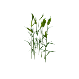 Datei:Plant wheat s0.png