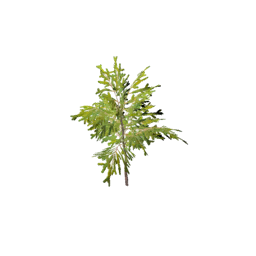 Datei:Item saplingspruceforest.png
