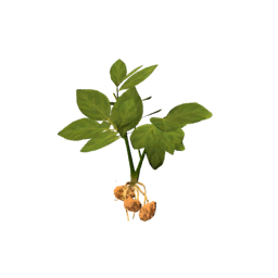 Datei:Plant potato.png