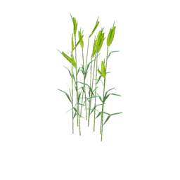 Datei:Plant wheat s1.png