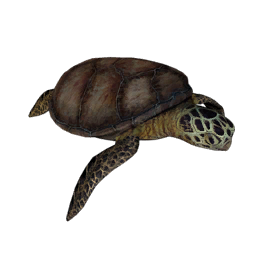 Datei:Item turtle.png