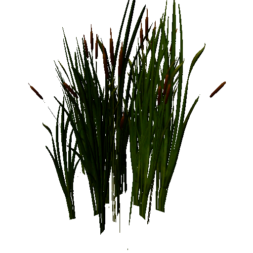 Datei:Plant cattailfull.png