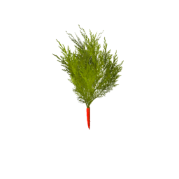 Datei:Plant carrot s0.png