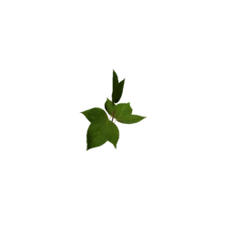 Datei:Plant cotton sapling.png
