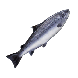 Datei:Item salmon.png