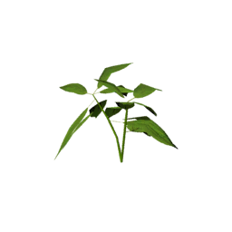 Datei:Plant chili s0.png