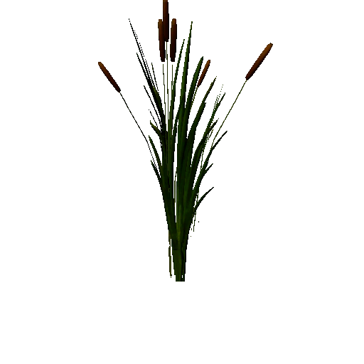Datei:Plant cattail.png