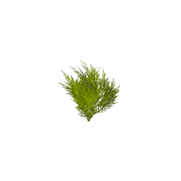 Datei:Plant carrot sapling.png