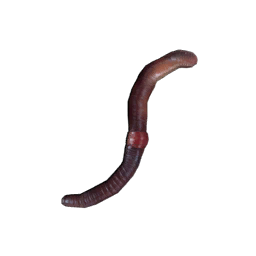 Datei:Item earthworm.png