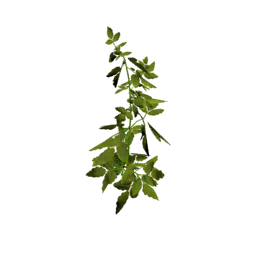 Datei:Plant tomato s2.png
