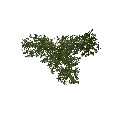 Datei:Plant duckweed4.png
