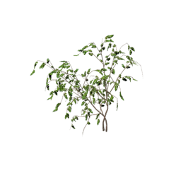 Datei:Item saplingweepingbeech.png