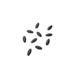 Datei:Plant watermelon seeds.png
