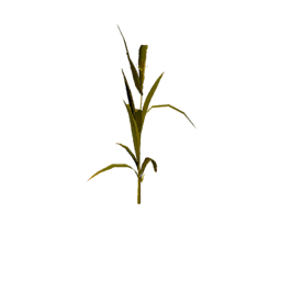 Datei:Plant corn s2.png
