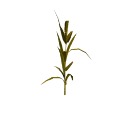 Datei:Plant corn s4.png