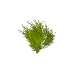 Datei:Item saplingcarrot.png
