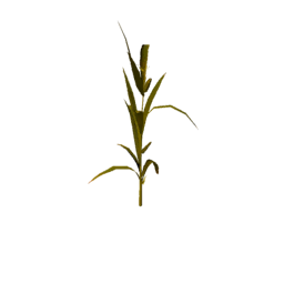 Datei:Plant corn s3.png