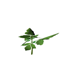 Datei:Item saplingtomato.png