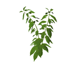 Datei:Plant chili s2.png