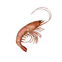 Datei:Item shrimp.png