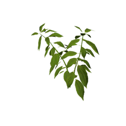 Datei:Plant chili s1.png