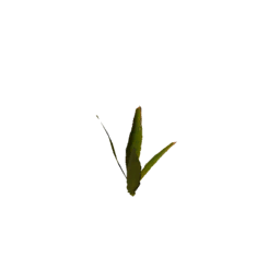 Datei:Plant corn sapling.png
