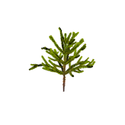 Datei:Item saplingaraucaria.png