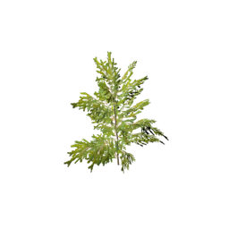 Datei:Item saplingspruce.png