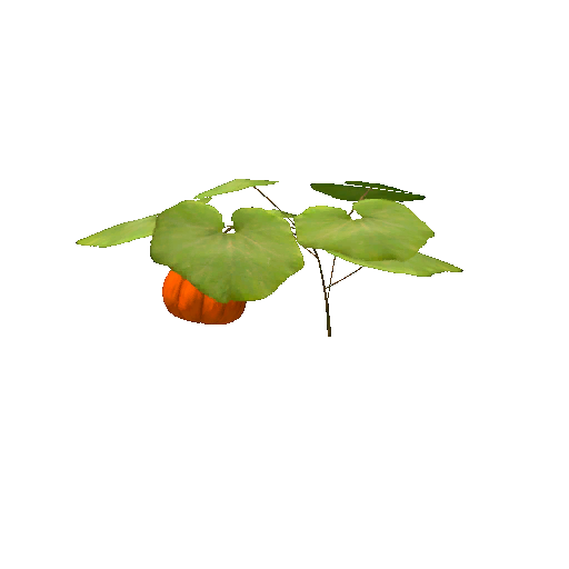 Datei:Plant pumpkin s2.png