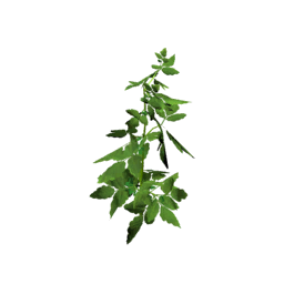 Datei:Plant tomato s1.png