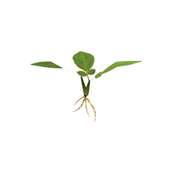 Datei:Plant potato s0.png