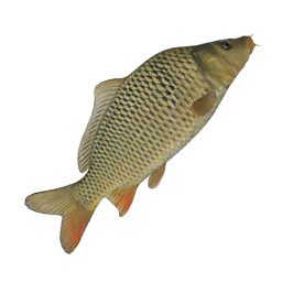 Datei:Item carp.png