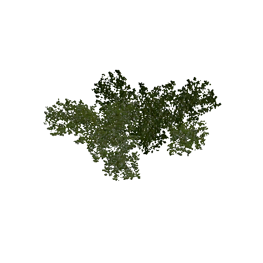 Datei:Plant duckweed3.png