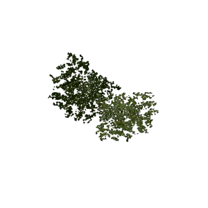 Plant duckweed2.png