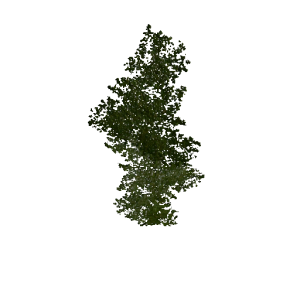 Plant duckweed5.png